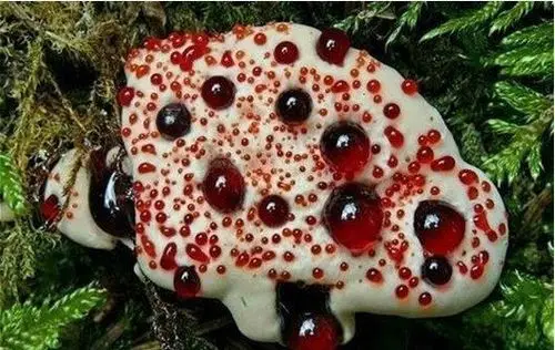 地球上最可怕的植物