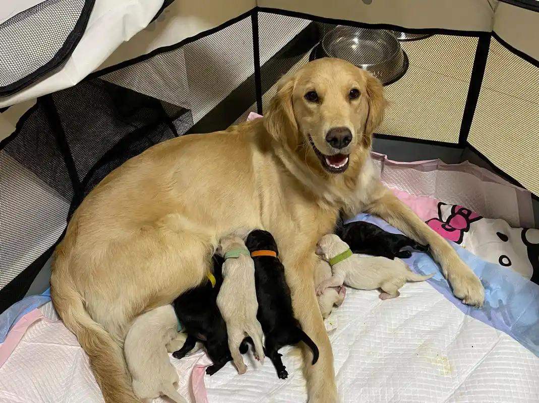 金毛中华田园犬串串 刚出生几天时候照的 现在马上就要一个月了 头胎