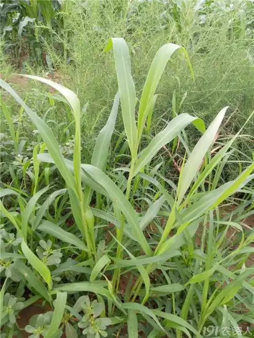玉米田常见杂草