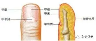 指甲上没有月牙怎么回事?