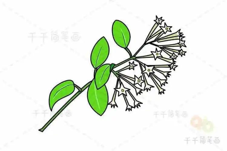 花的简笔画夜来香
