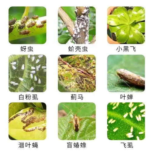吡虫啉的5个"黄金搭档",能防除多种害虫,效果还能翻倍!