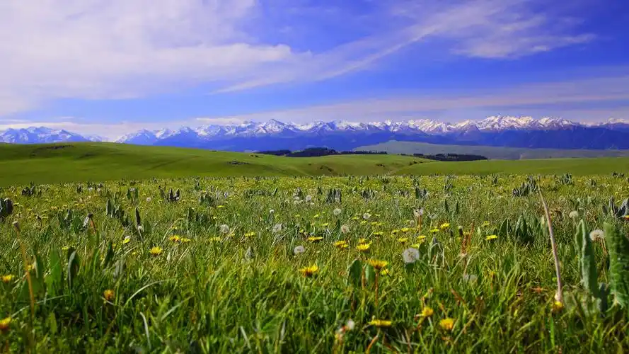 唯美清新草原护眼桌面壁纸