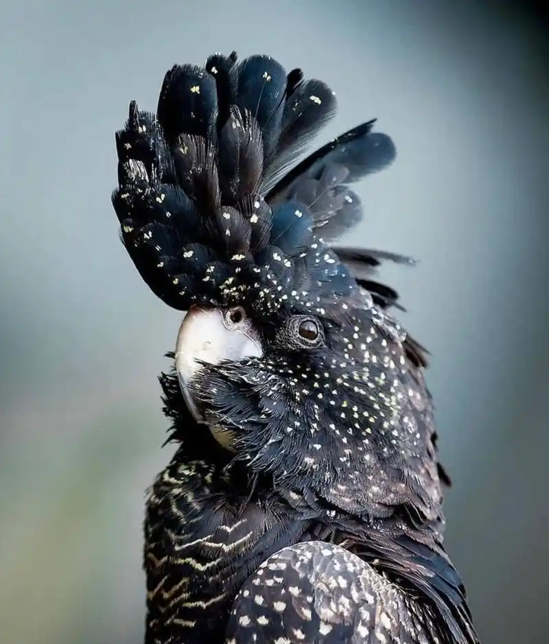 red-tailed black cockatoo 红尾黑凤头鹦鹉 是一种原生于澳大利亚