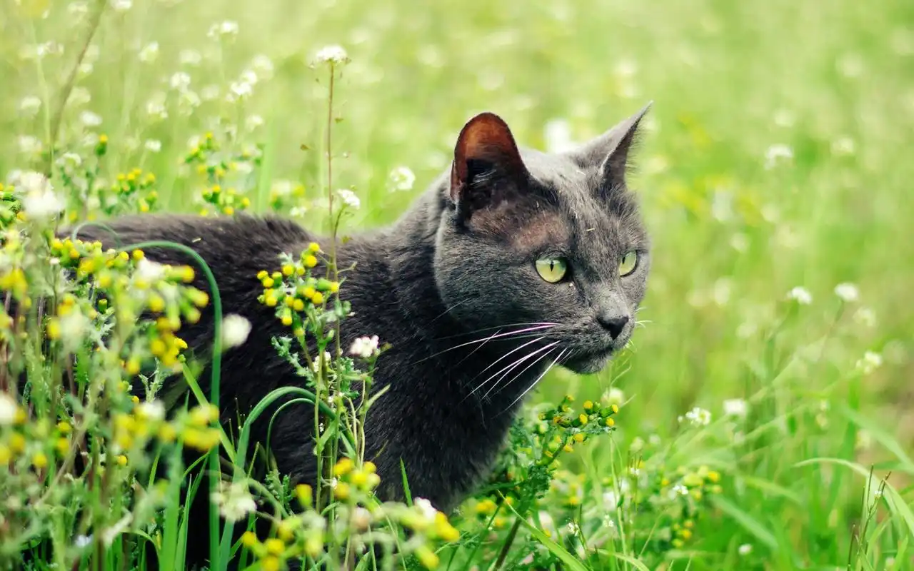 大自然动物小清新摄影图片桌面壁纸