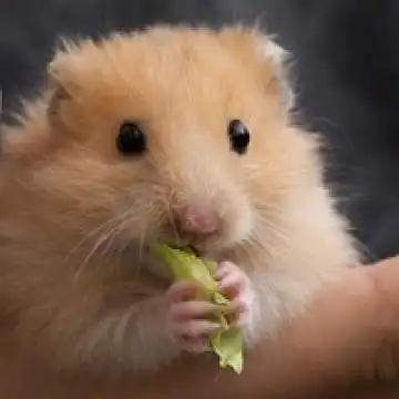 卖萌的小仓鼠,动物头像图片-回车桌面