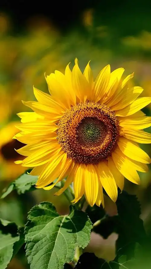 黄色的花,向日葵,阳光明媚的夏天,模糊背景