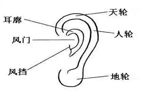 女人面相分析之耳朵