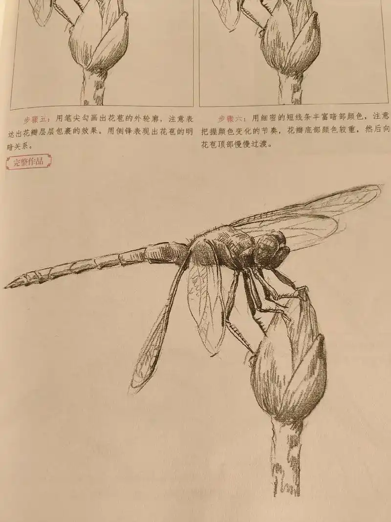 《蜻蜓》素描  速写  线描  彩铅.#彩铅 #画画 #因为 - 抖音