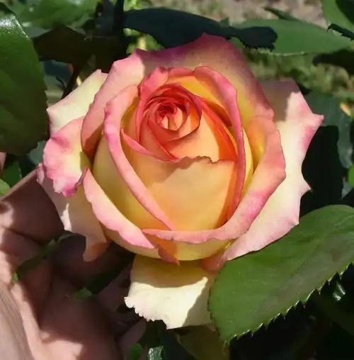 阿班斯月季的优缺点,关于阿班斯月季的介绍-花仙子网