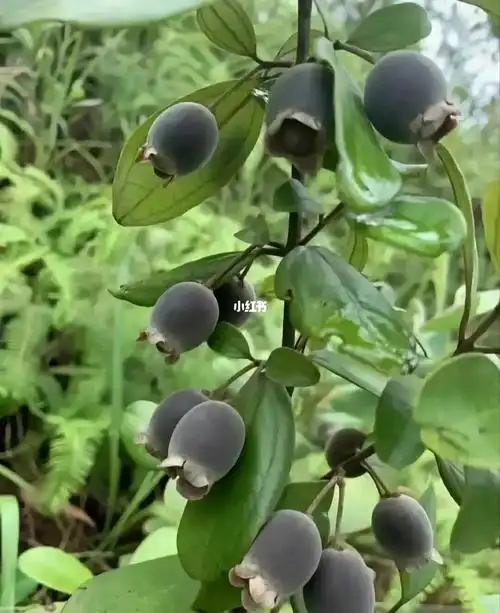 因为摘这个丢过一头牛,蜜蜂追着屁颠屁颠的跑,数坟头的捻子果大又圆