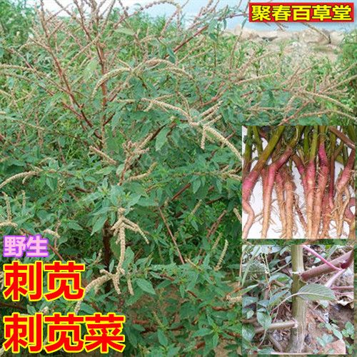 新鲜刺苋菜刺苋野苋菜假苋菜猪母刺整棵500克产地直销