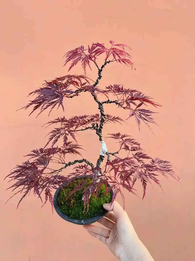 飘逸优美!#羽毛枫 #盆景 #枫树 #日枫