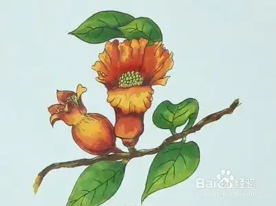 石榴花怎么画