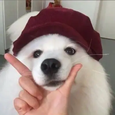 狗狗头像可爱头像