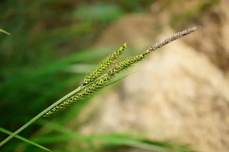 秆紧密丛生,高40-90厘米,三棱形,粗糙,基部叶鞘无叶片,黄褐色,稍有