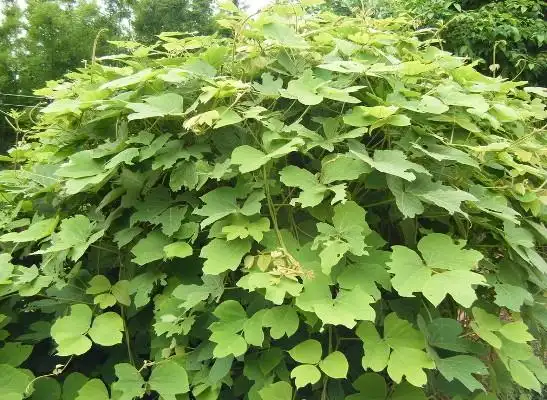 葛根有哪些繁殖方法