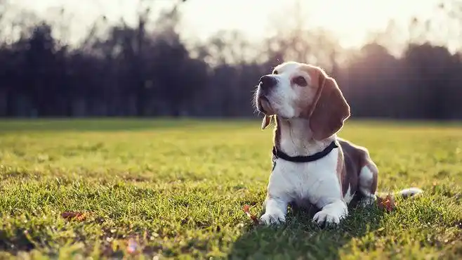 general 1920x1080 dog beagles animals sunlight grass