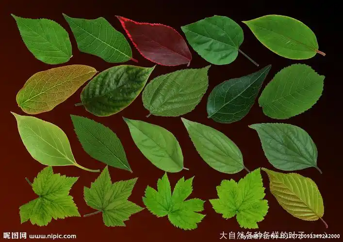 大自然各种各样的叶子图片