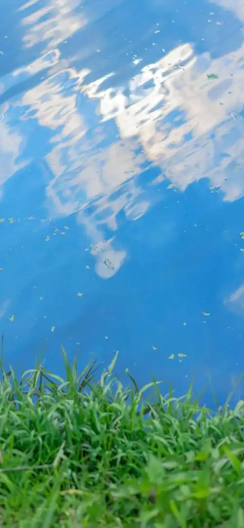 壁纸61蓝天绿树