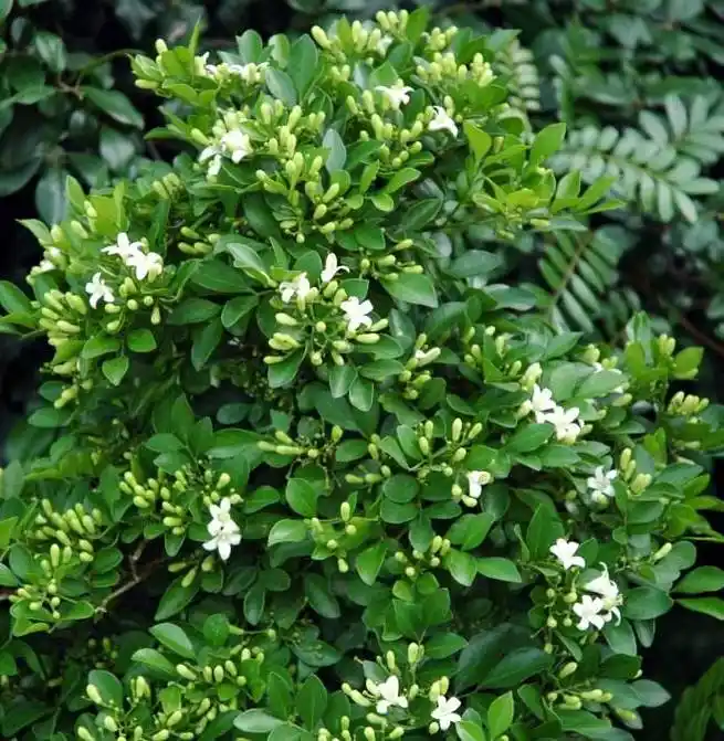 #路上的时光#九里香_帖子_oppo手机官方社区