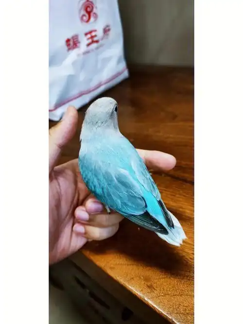 世界多么冷酷然而待在它身边世界就变得美好而温柔了#手养牡丹鹦鹉