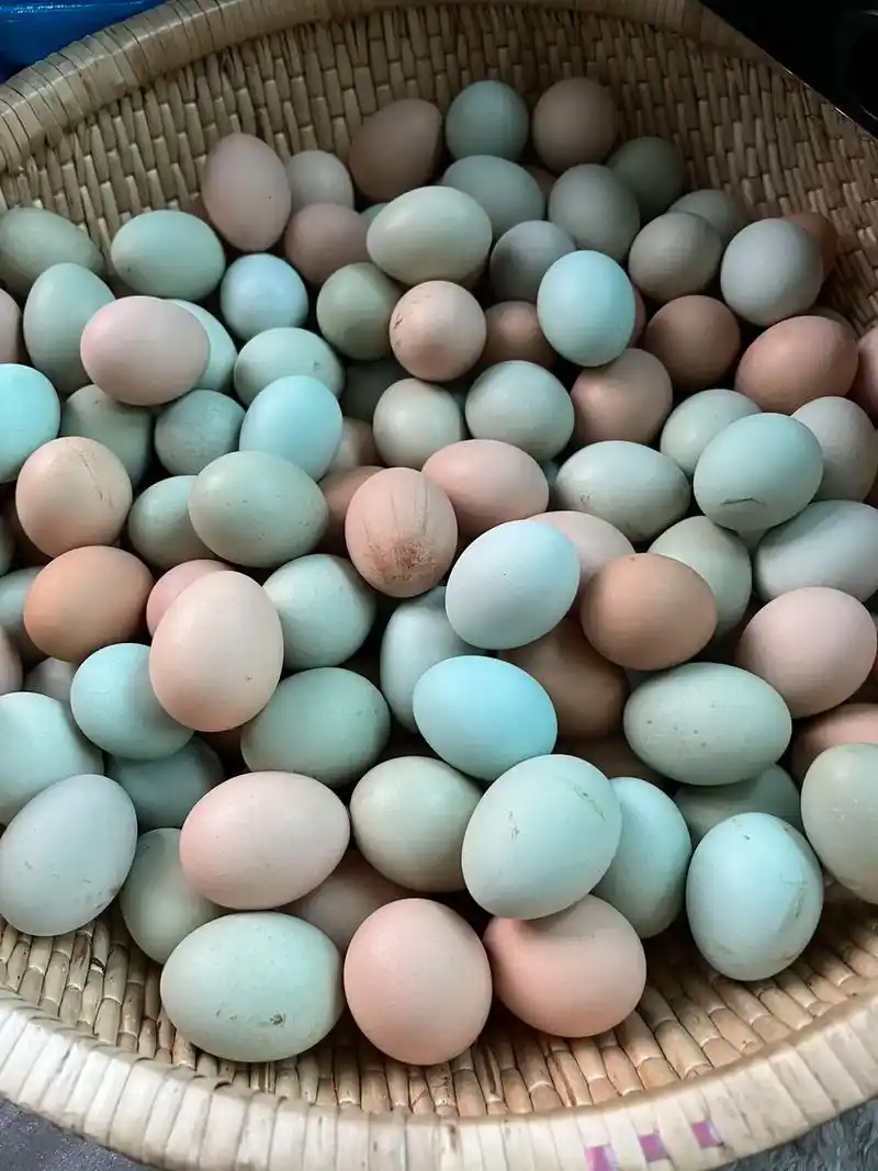 自家养殖的黑乌鸡 芦花鸡 鸡蛋 1.5元一个!数量有限 ,先 - 抖音