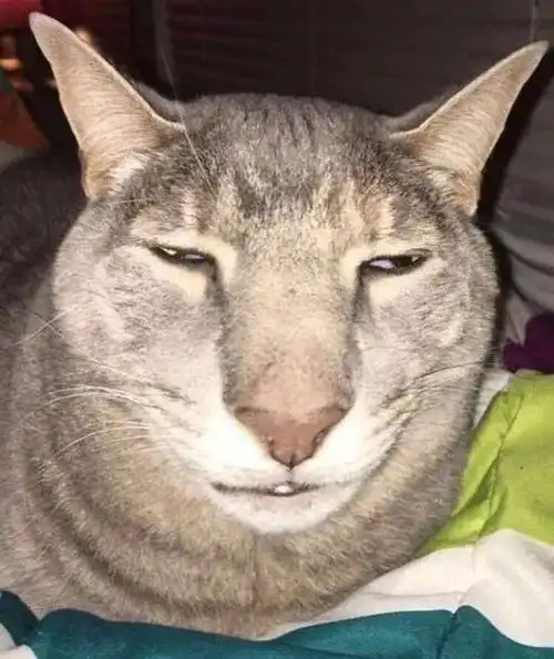 图片[1]-搞笑的猫猫-宠物乐园