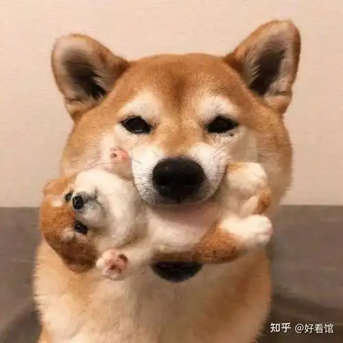 可爱动物头像男生,男生头像动物可爱头像 - 好看的微信头像男动物