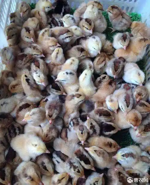 [k9鸡苗批发] k9鸡苗882价格4.5元/只 - 惠农网