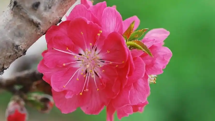 桃花,高清图片,电脑桌面-壁纸族