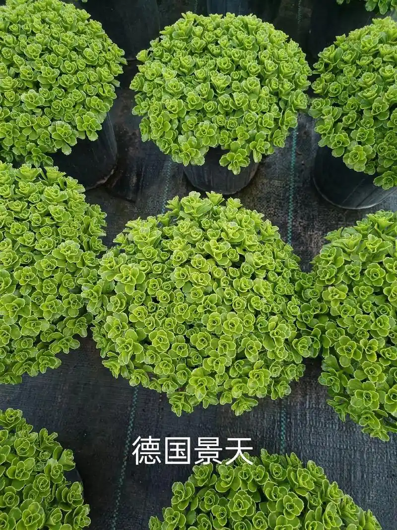 花卉基地 - 种花的小洛 - 抖音