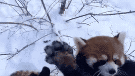 281_158gif 动态图 动图