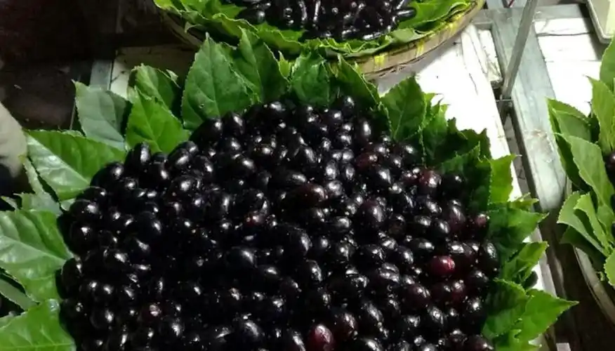 大妈景点卖"乌梅",本地人从不买,外地旅客老上当:以假乱真?