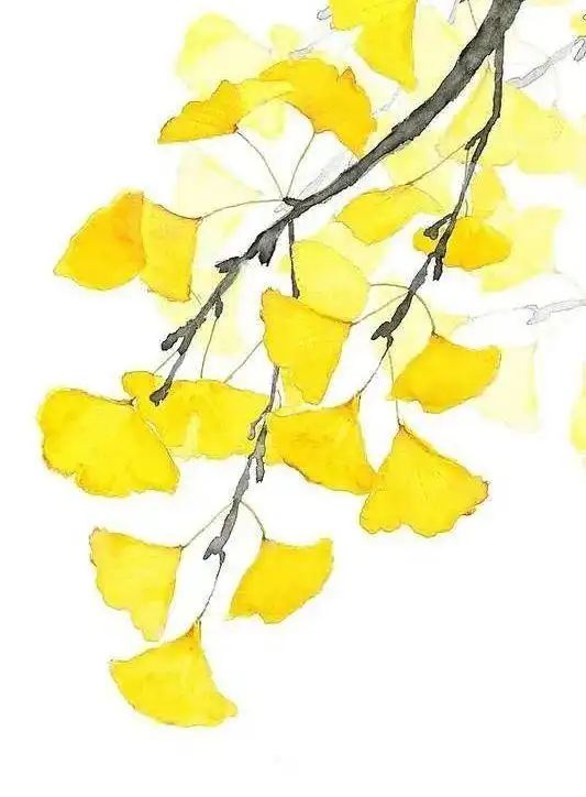 记录银杏之美,创意手绘帆布包活动重磅来袭!