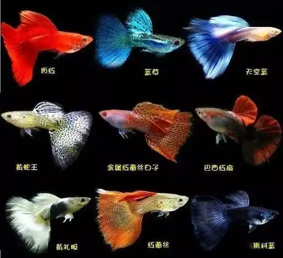 "鱼药,都是给懒人的后悔药!"_观赏鱼