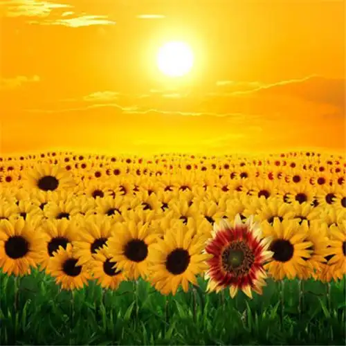 适合一辈子风景头像图片 高清值得一辈子不换的头像风景_风景微信头像