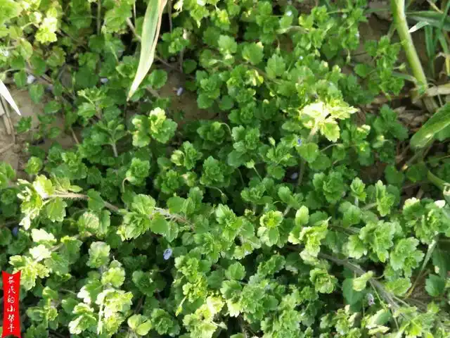 小麦田杂草婆婆纳识别及防治,2个多月田间实拍,农户们可参考