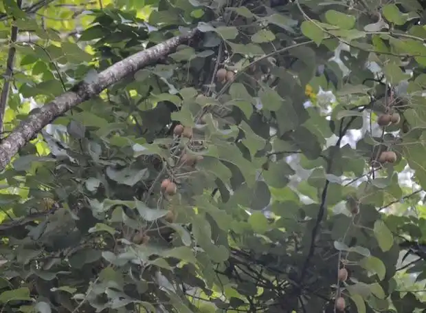 来自大山深处的野生猕猴桃