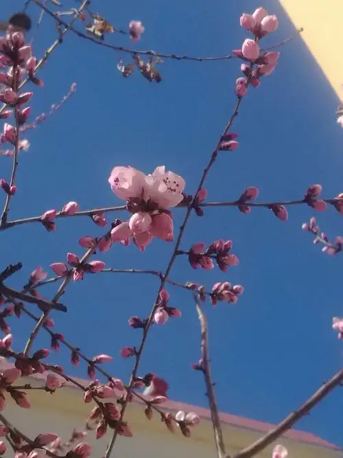 又是一年桃花开《原创》