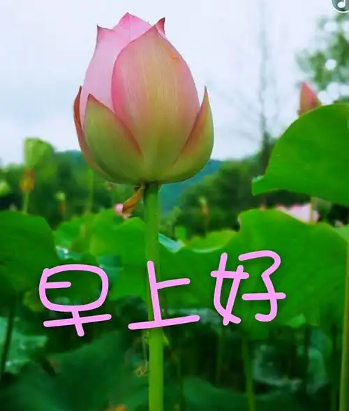 荷韵__早上好系列