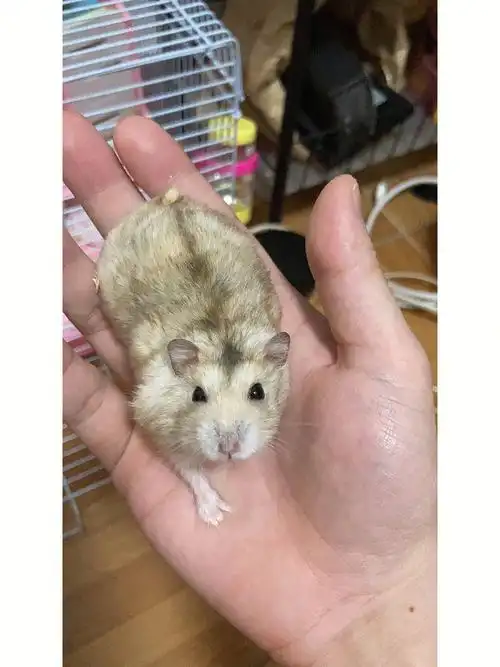 深圳有人要领养仓鼠吗