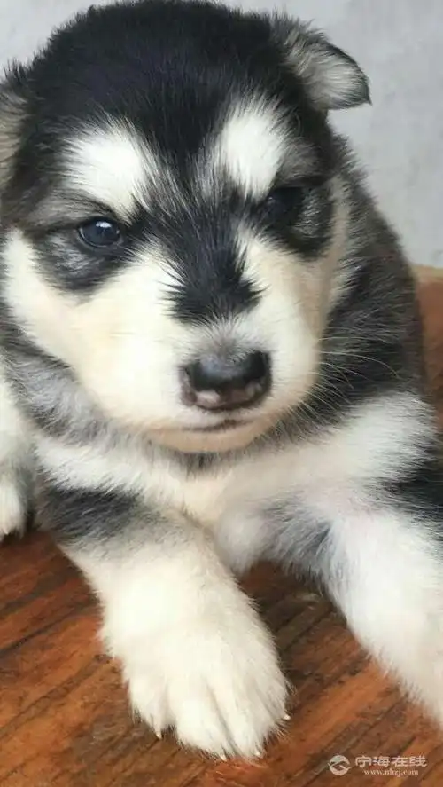 阿拉斯加幼犬