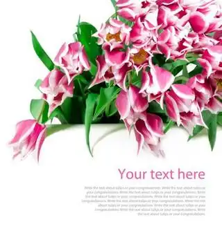 下载:157高雅粉色百合花图片下载:202唯美粉色百合香下载:260粉色百合