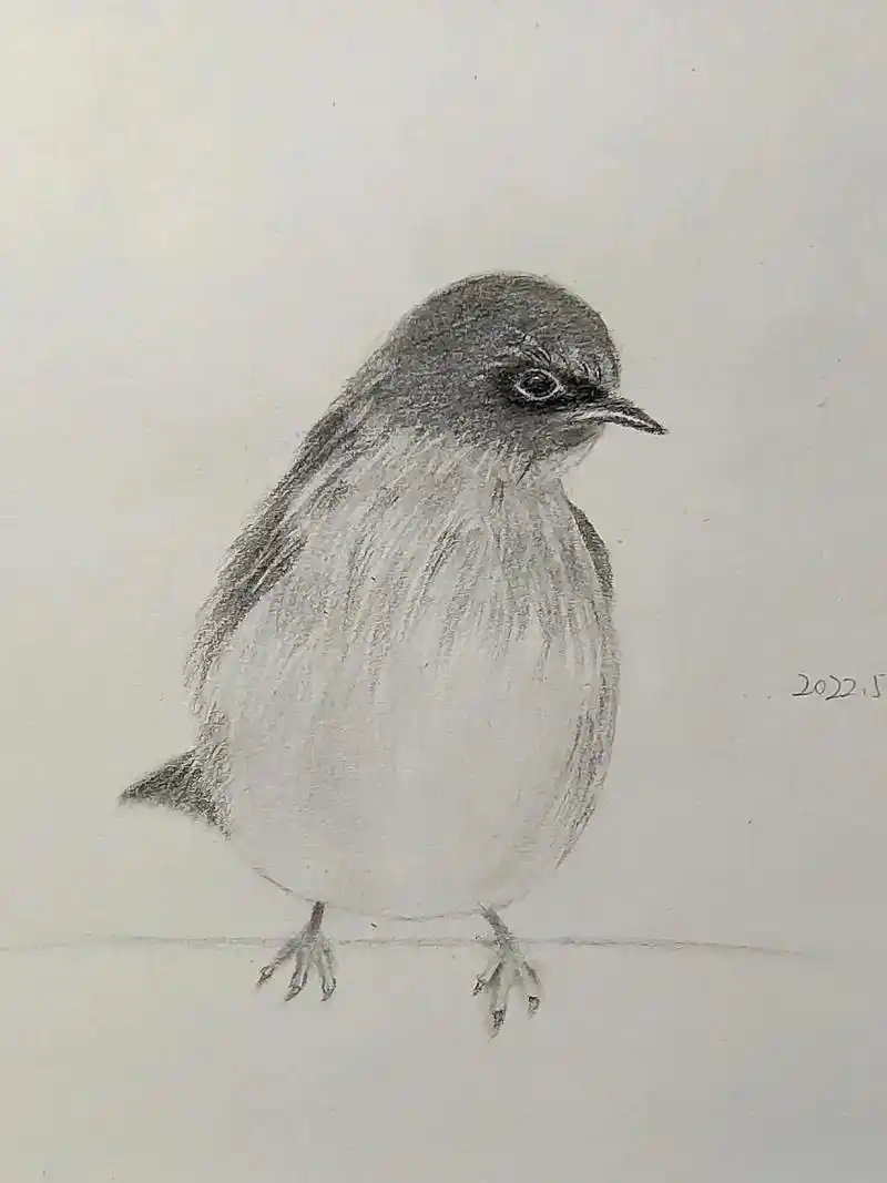 跟着来支铅笔老师画小动物素描