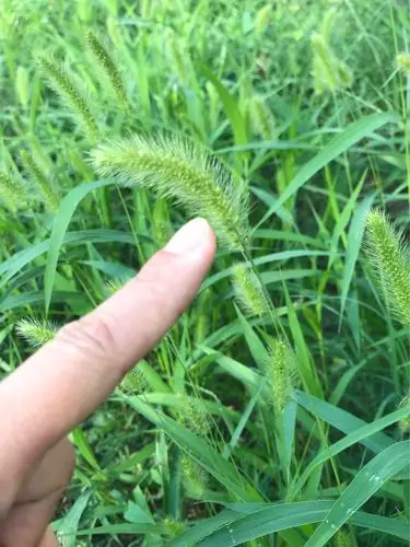 星港幼儿园中(1)班程国栋