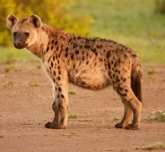 spotted hyena in a clearing