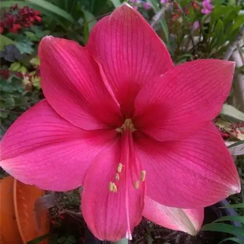 原创水仙花不能长太高,不然光蹿个子,就不开花了!