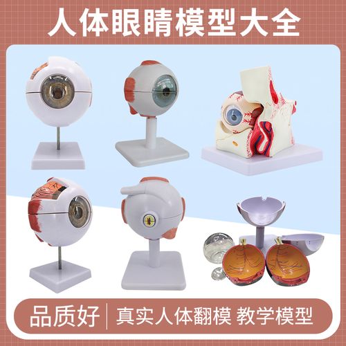 人体眼球模型6倍放大眼睛五官科结构造解剖教学仪器眼珠玩具医学