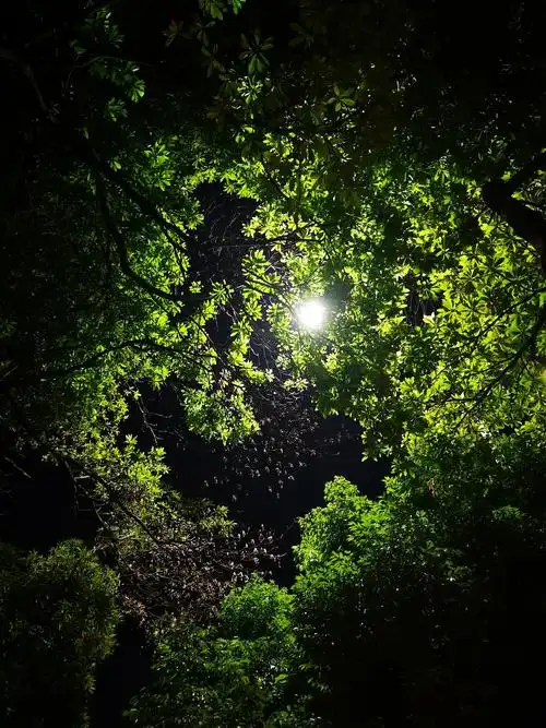 东莞| 夜晚与树也很配哦